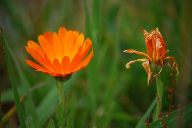 HABLEMOS DE LA MUERTE 2